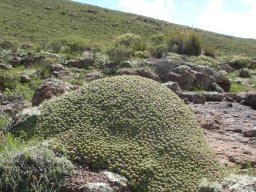 Euphorbia pulvinata, pleased to meet you!